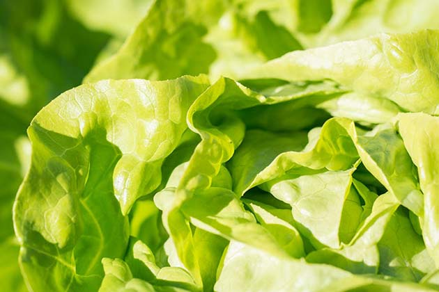 Iceberg Lettuce