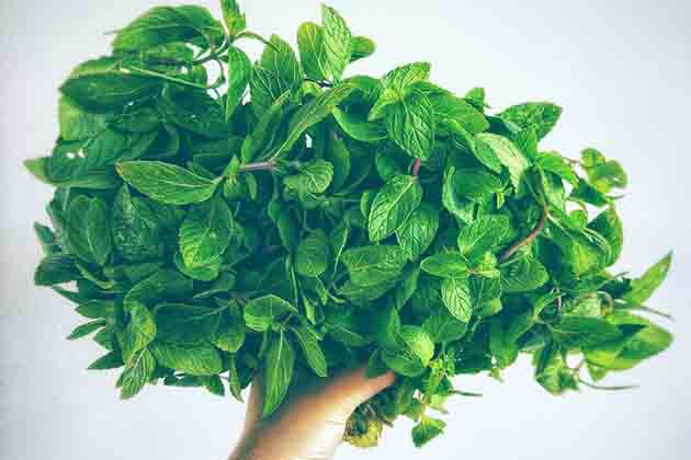 Peppermint Leaves