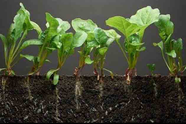 Kidney Bean Leaves