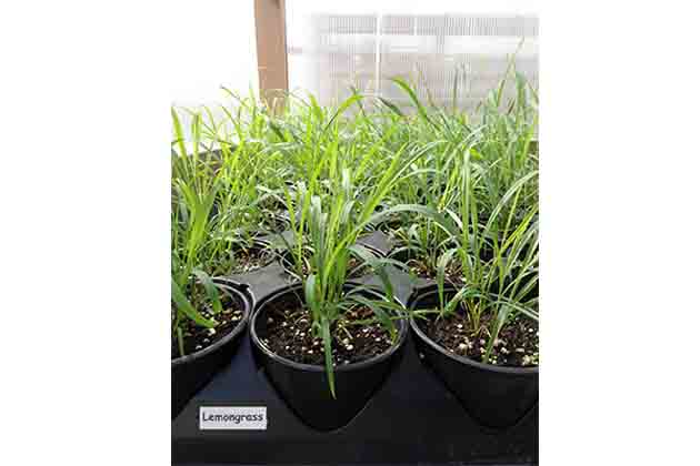 Lemongrass
