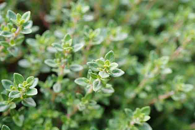 Thyme