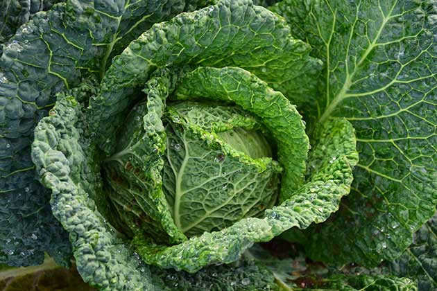 Leafy, Green Vegetables