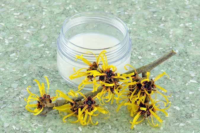 Witch Hazel