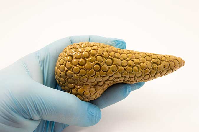 The Pancreas