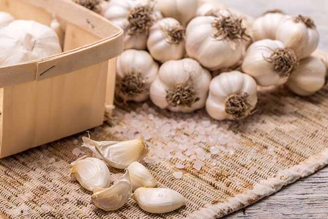 Garlic